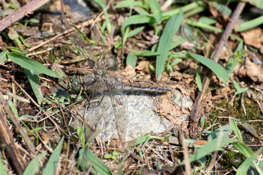 Femmina di Orthetrum cancellatum